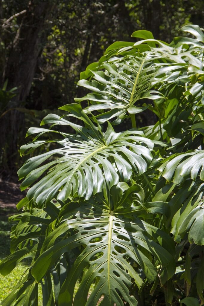 split, leaf, philodendron