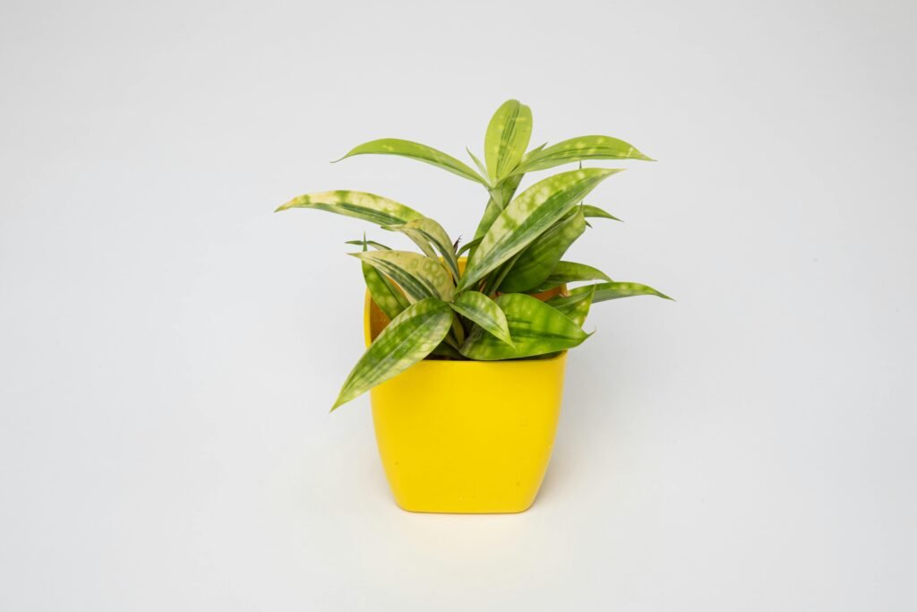 Green Plant in a Yellow Pot