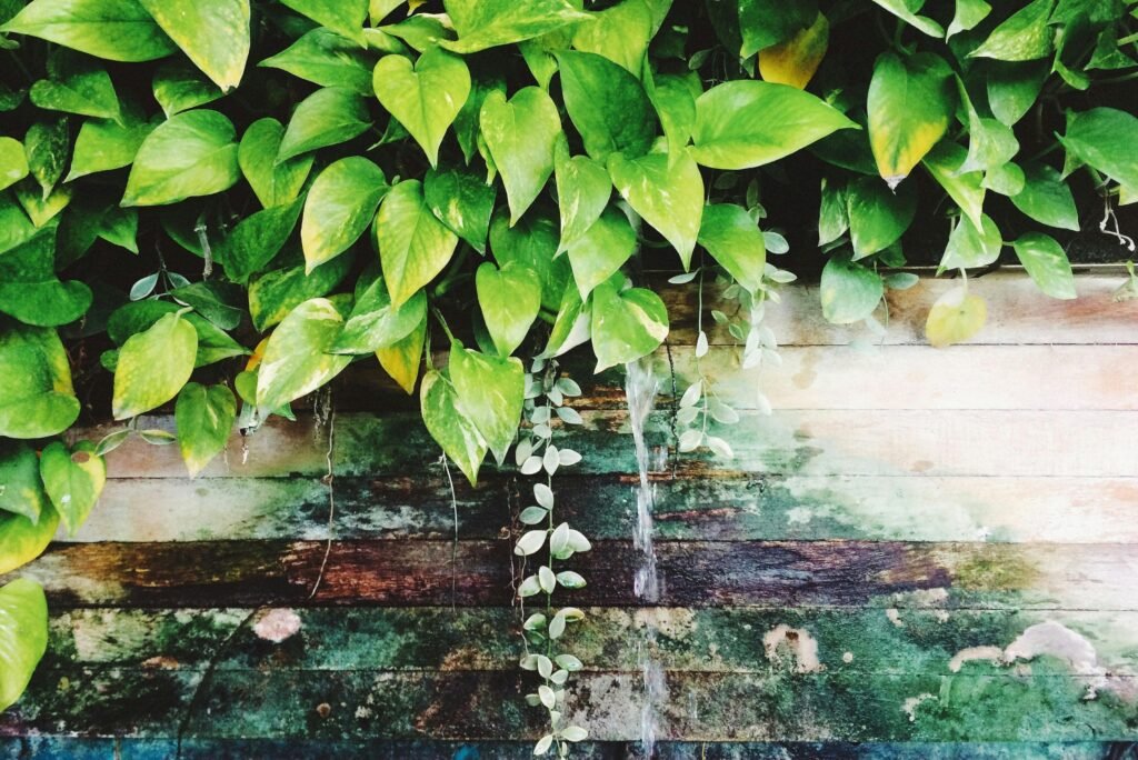 Devil's Ivy Plant near the Wooden Wall