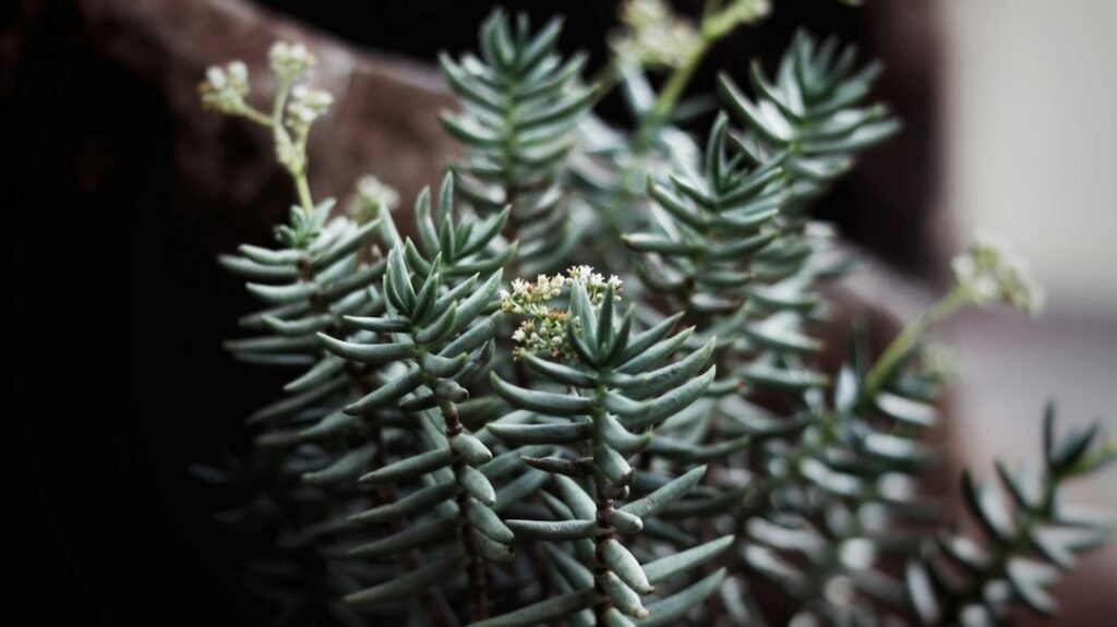 Close-up Photography of Green Leafed Plants