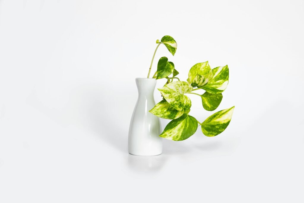 Green-leafed Plant on White Vase