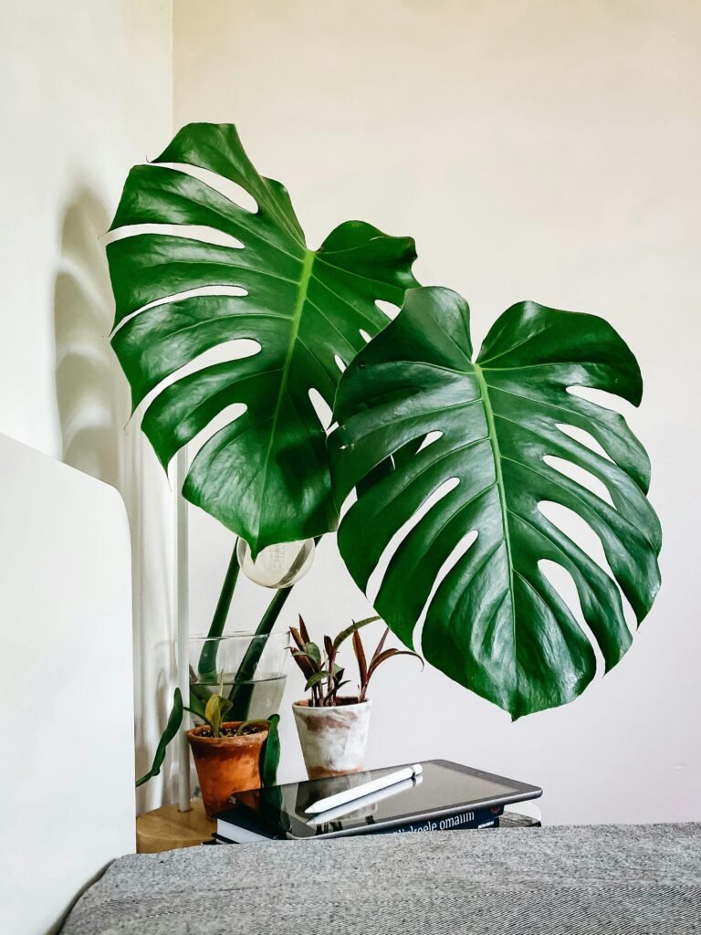 Monstera deliciosa planed in vase arranged on table near laptop in bedroom