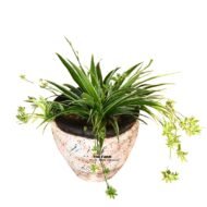 spider plant in a clay pot - Image 4