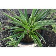 spider plant in a clay pot - Image 3