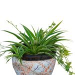 spider plant in a clay pot