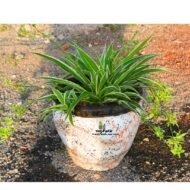 spider plant in a clay pot - Image 2
