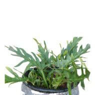 Philodendron Selloum Houseplant - Image 3