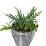 Philodendron Selloum Houseplant