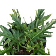 Philodendron Selloum Houseplant - Image 2