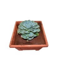 Echeveria Imbricata Succulent - Image 2