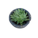 Echeveria Succulents