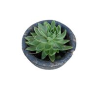 Echeveria Succulents