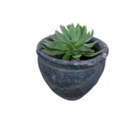 Echeveria Succulents - Image 2
