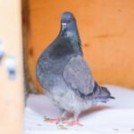 The French Mondaine Pigeon-pair