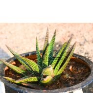 Gasteraloe Succulent plants - Image 2