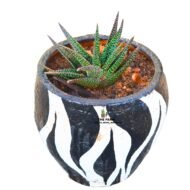 Gasteraloe Succulent plants - Image 6