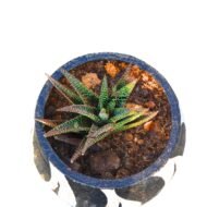 Gasteraloe Succulent plants - Image 5