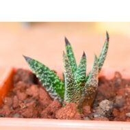 Gasteraloe Succulent plants - Image 4