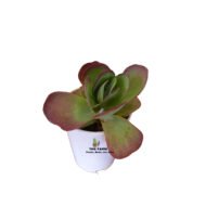 Kalanchoe Luciae Succulent Flap Jack Plant - Image 4