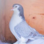 Lahore Pigeon pair