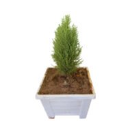Lemon Cypress Plant