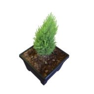 Lemon Cypress Plant - Image 4