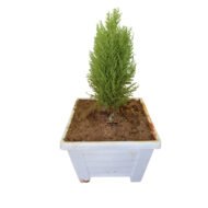 Lemon Cypress Plant - Image 2