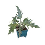 Philodendron Selloum Houseplant - Image 4