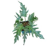 Philodendron Selloum Houseplant - Image 5