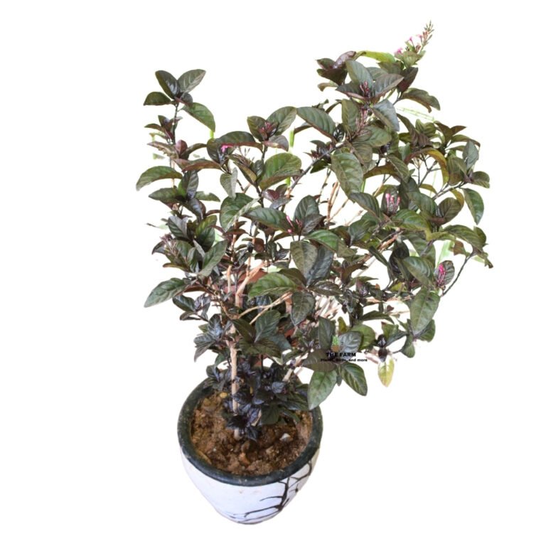 Occasions to Give a House Plant as a Gift