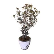 Pseuderanthemum plant - Image 3