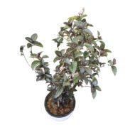 Pseuderanthemum plant - Image 2