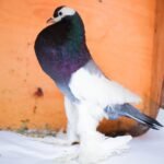 Reverse Wing Pouter Pigeon-pair