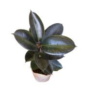 Rubber Plant seedling. - Image 4
