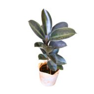 Rubber Plant seedling.