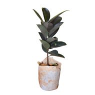 Rubber Plant seedling. - Image 2