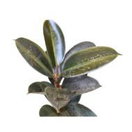Rubber Plant seedling. - Image 3