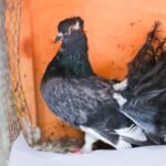 Silkie Funtails Pigeon-pair