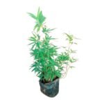 The Bamboo Plant seedlings