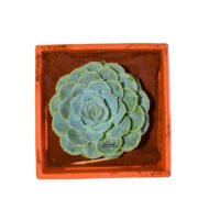 Echeveria Imbricata Succulent - Image 3