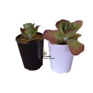 Kalanchoe Luciae Succulent Flap Jack Plant - Image 2