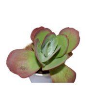 Kalanchoe Luciae Succulent Flap Jack Plant - Image 5
