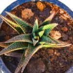 Gasteraloe Succulent plants