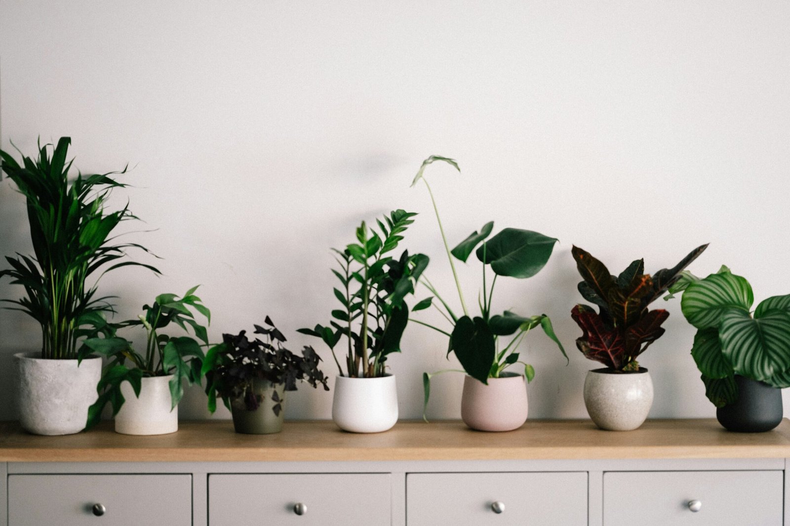 10 Compelling Reasons to Embrace House Plants in Your Home
