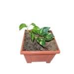 Money Plant (Pothos)