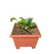 Money Plant (Pothos) - Image 2