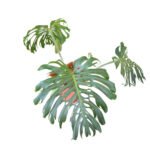 Monstera plants in kenya