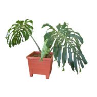 Monstera plants in kenya - Image 2