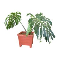 Monstera plants in kenya - Image 3