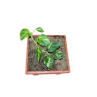Money Plant (Pothos) - Image 3